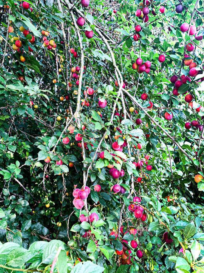 Holiday Home Les Plachettes Flobecq Εξωτερικό φωτογραφία